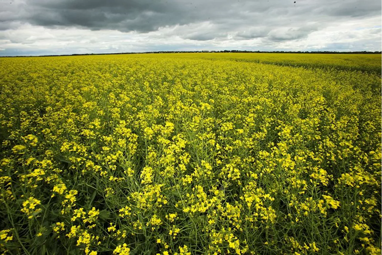 China says it will start anti-dumping probe into canola imports from Canada