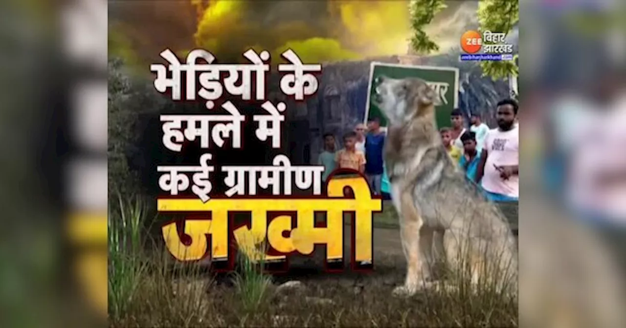 गया के मकसूदपुर गांव में भेड़ियों का आतंक, ग्रामीणों में दहशत, वन विभाग की कार्रवाई शुरू