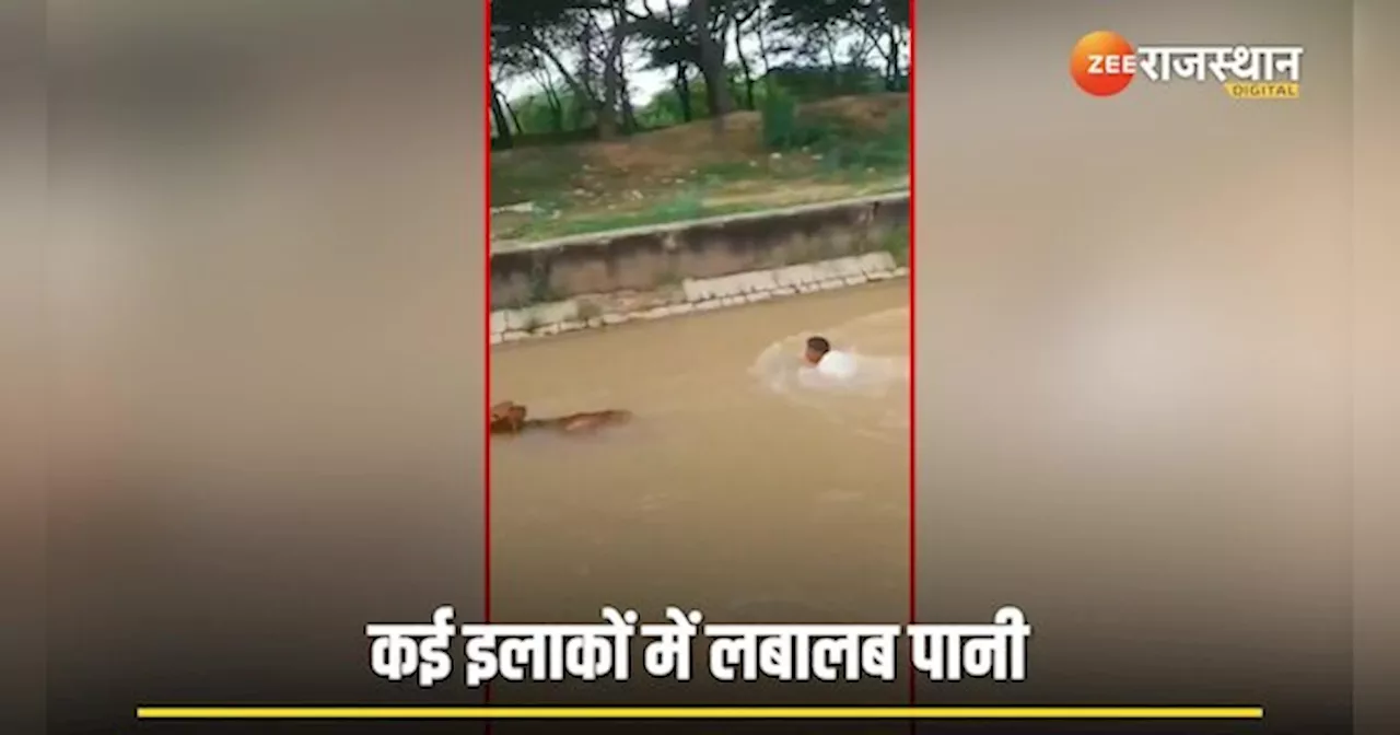 गौ माता को बचाने के लिए युवकों ने नहर में लगा दी छलांग, Viral Video हैरान कर देगा