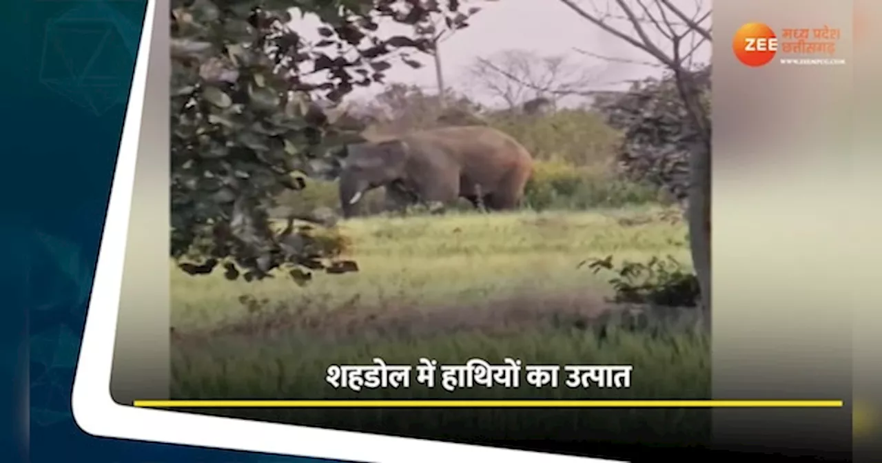 शहडोल में हाथियों का उत्पात; फसलों को पहुंचा रहे हैं नुकसान, देखें वीडियो