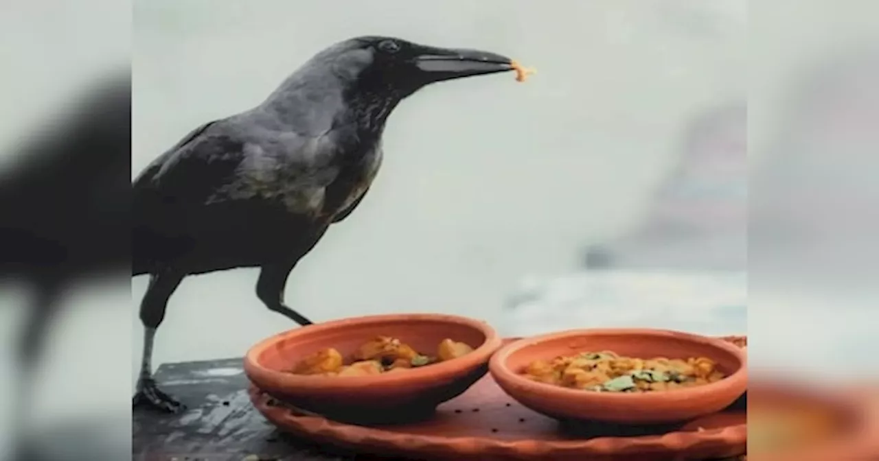 श्राद्ध में काले कौवे को क्यों कराया जाता है भोजन, जानें इसके पीछे का कारण