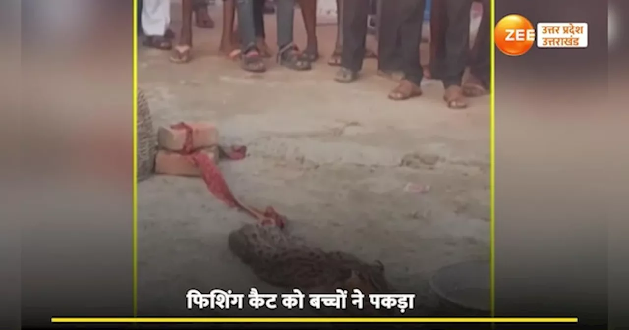 Video: रिहायशी इलाके में घुसा फिशिंग कैट, तेंदुए जैसा जानवर देख लोगों के उड़े होश