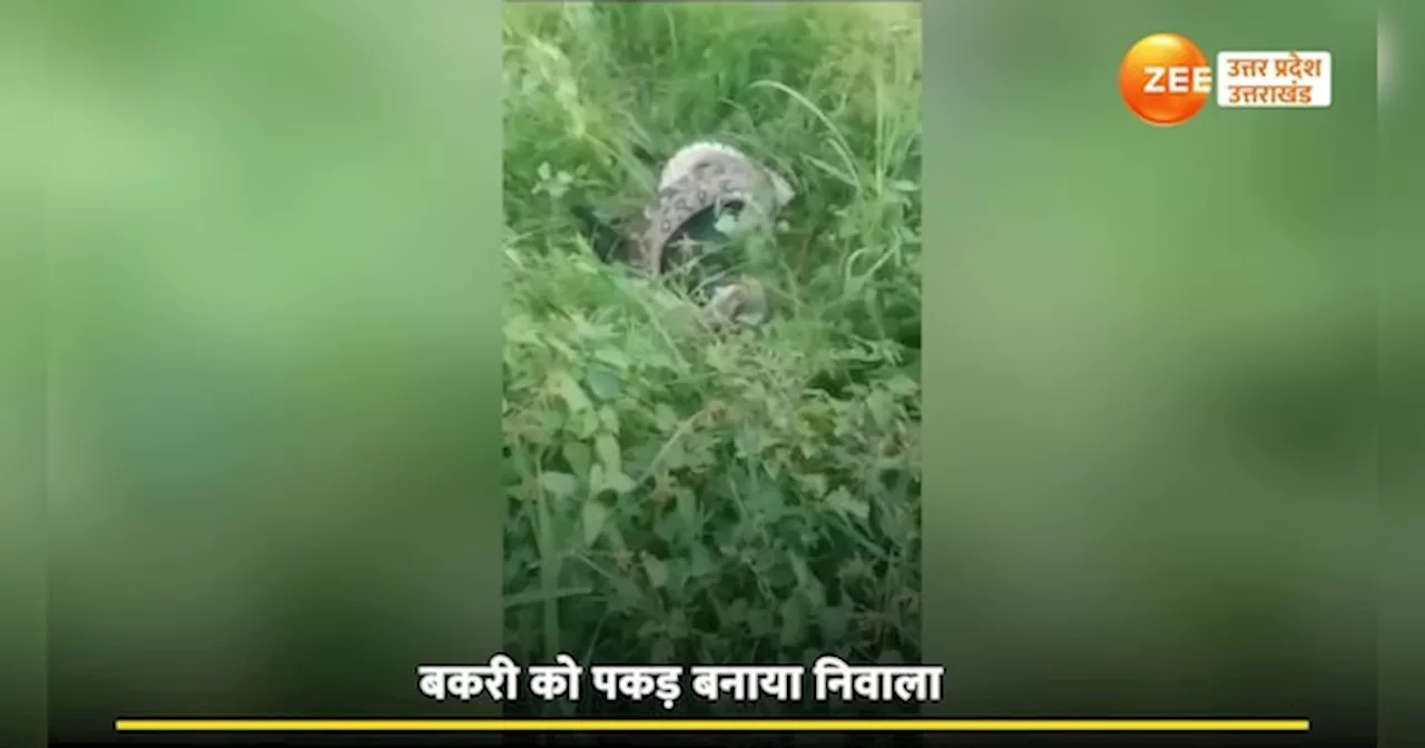 Video: जिंदा बकरी निगल गया अजगर, रोंगटे खड़े करने वाला वीडियो हुआ वायरल