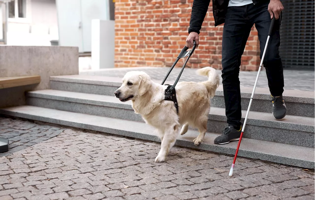 Loiret : Lancement d’une cagnotte pour financer une école de chiens guides