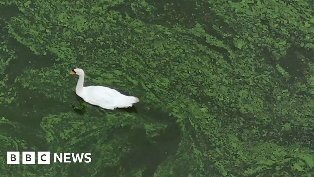 Lough Neagh: Suppliers selected to find algae solutions