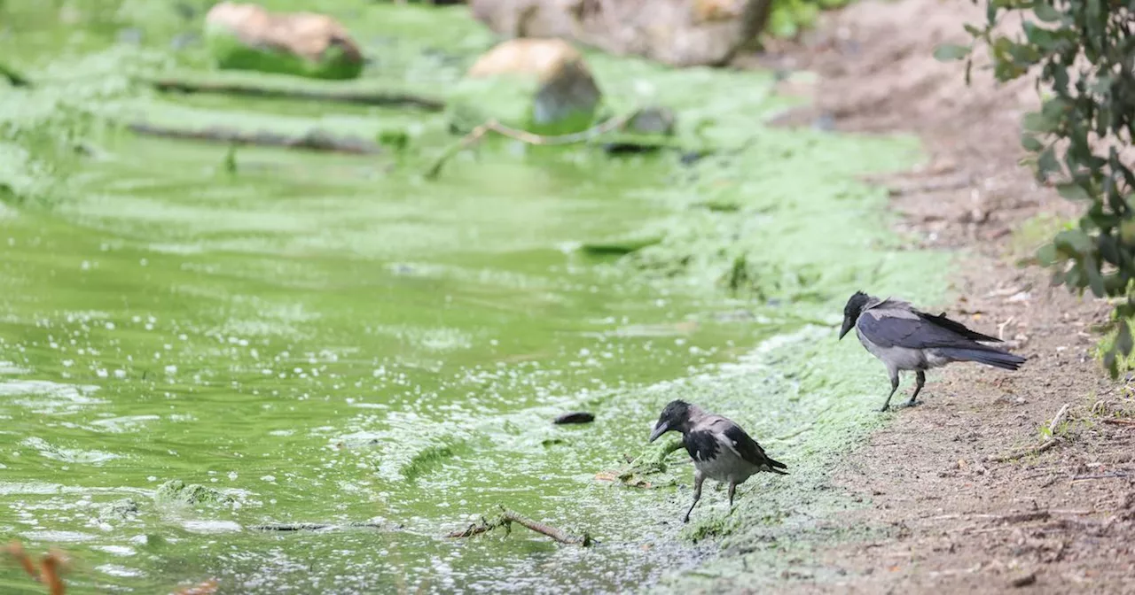 Groups to create potential solutions for blue green algae at Lough Neagh