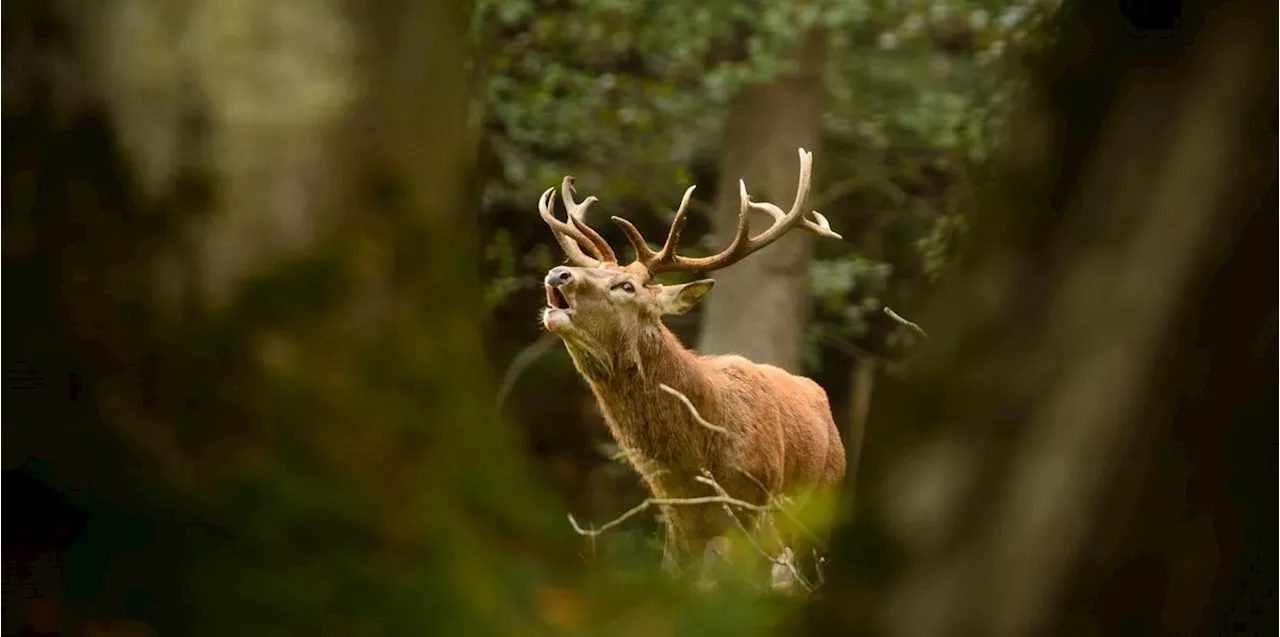 Zu viele Hirsche im Kanton Bern: 1076 Tiere sollen abgeschossen werden