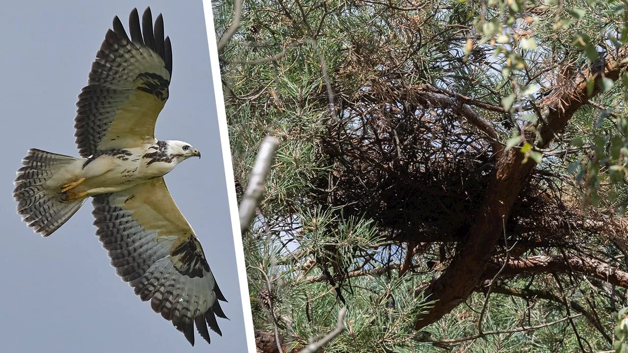 Berlin: Leeres Vogelnest blockiert Bau von 230 Wohnungen