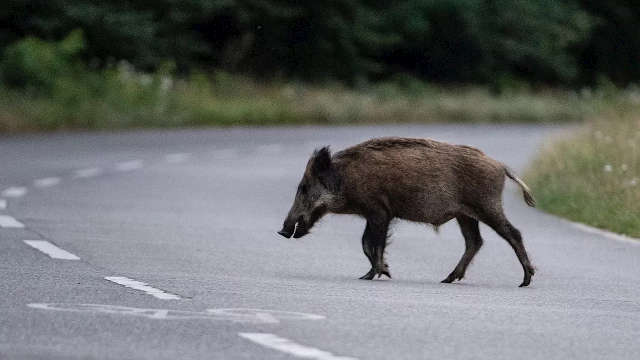 Wildschwein-Attacke im Wald - 64-Jähriger kämpft ums Leben