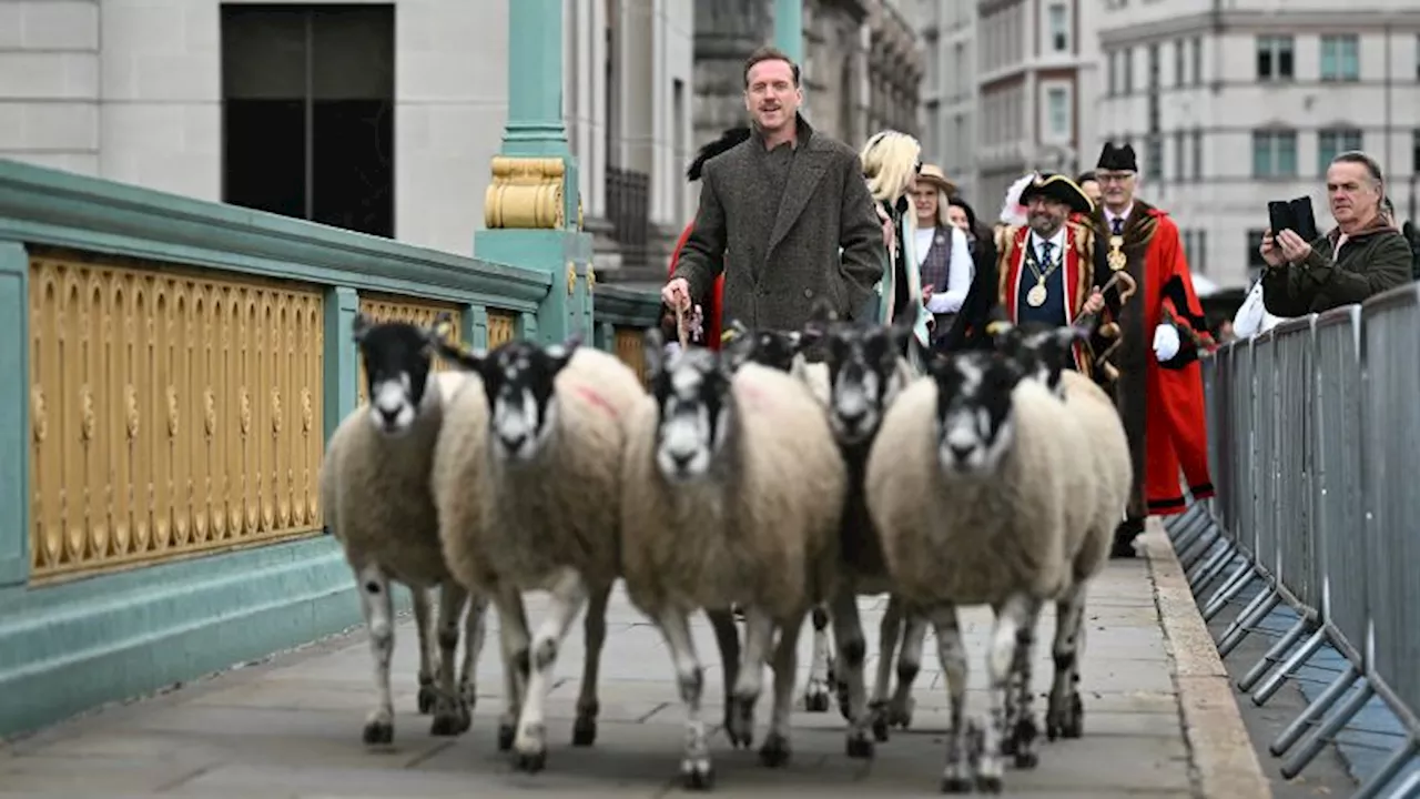 Why Damian Lewis is herding sheep in London