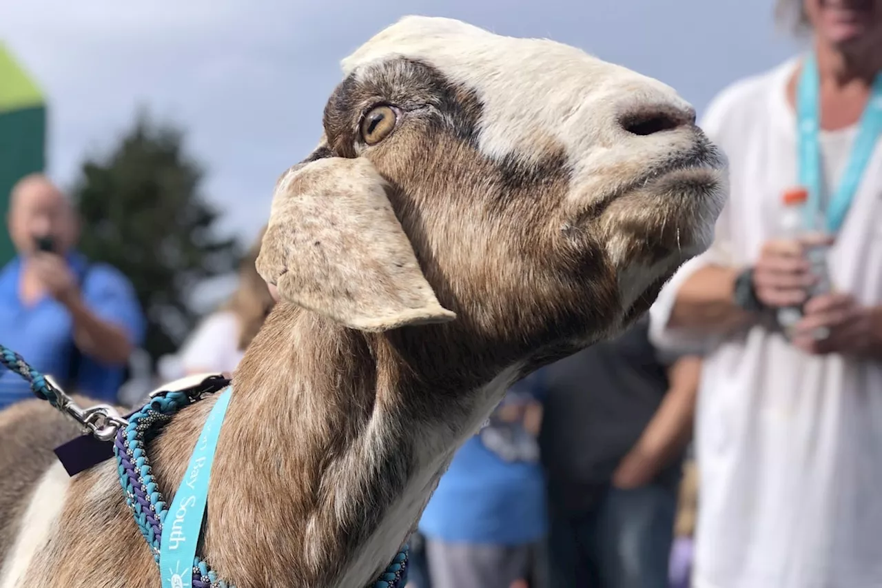 Newfoundland goat wins hearts and a medal after crashing marathon