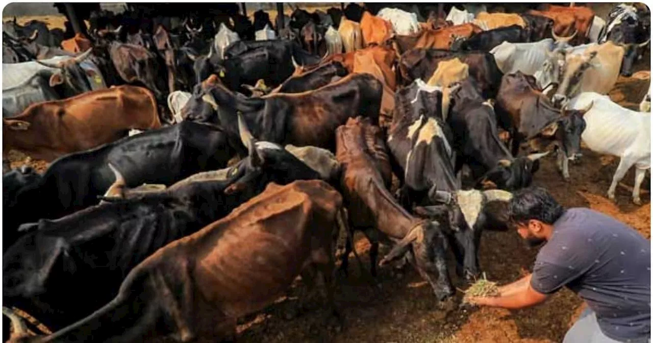महाराष्ट्र गाय को राज्यमाता घोषित करेगा, देश का पहला राज्य