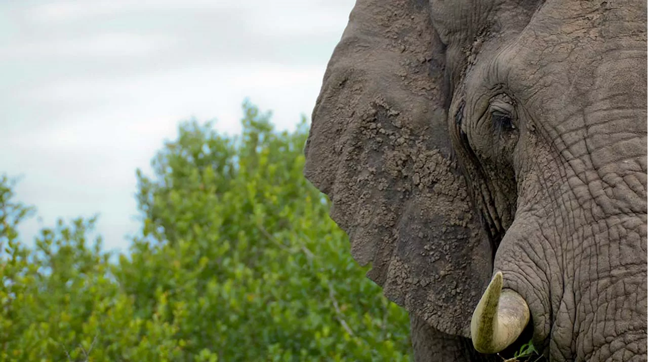 IBM And WWF Use AI To Track African Forest Elephants