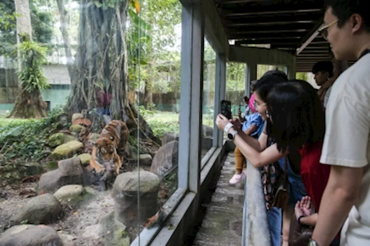 From pandas to camping: Zoo Negara’s deputy president explains why long queues persist and what’s driving its revival