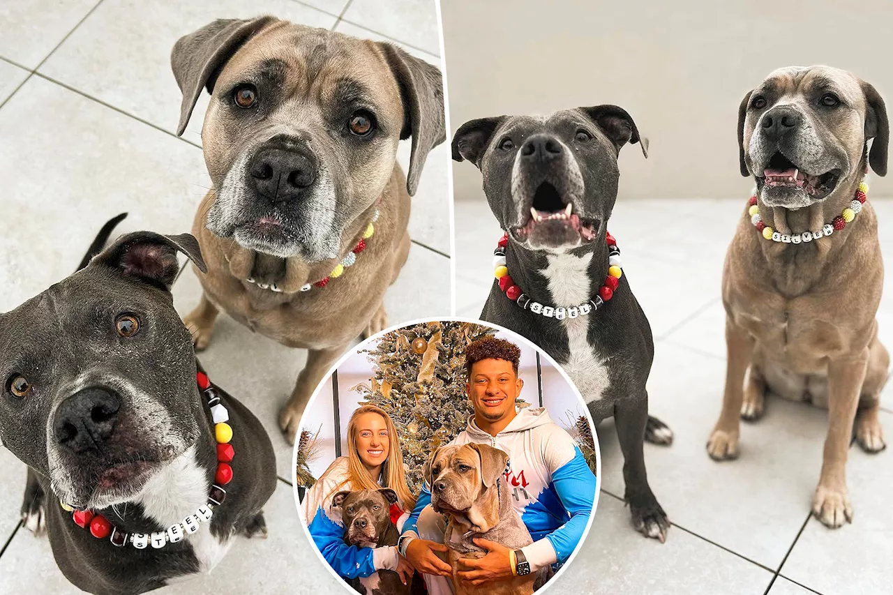 Patrick and Brittany Mahomes' dogs sport Chiefs friendship bracelets as collars