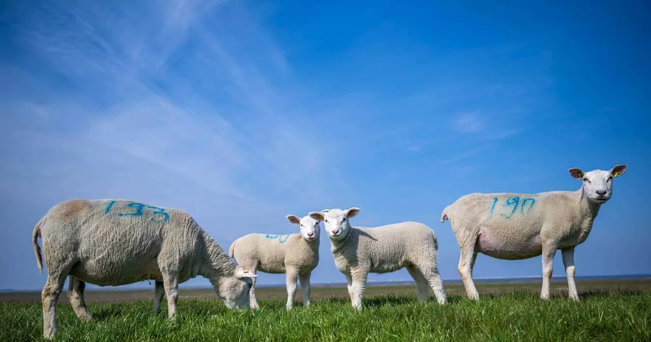 Blauzungenkrankheit: Viele Schutzdeiche in Schleswig-Holstein gesperrt