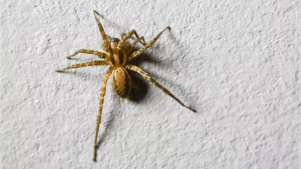 Spinnen vertreiben: Diese Pflanzen mögen die Krabbeltiere gar nicht!