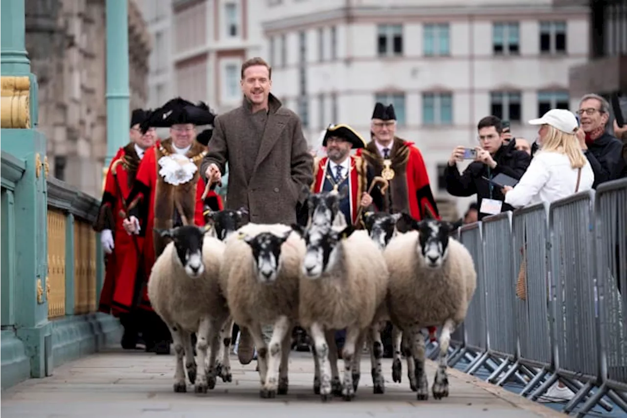 Damian Lewis herds sheep over a London bridge in homage to a medieval tradition