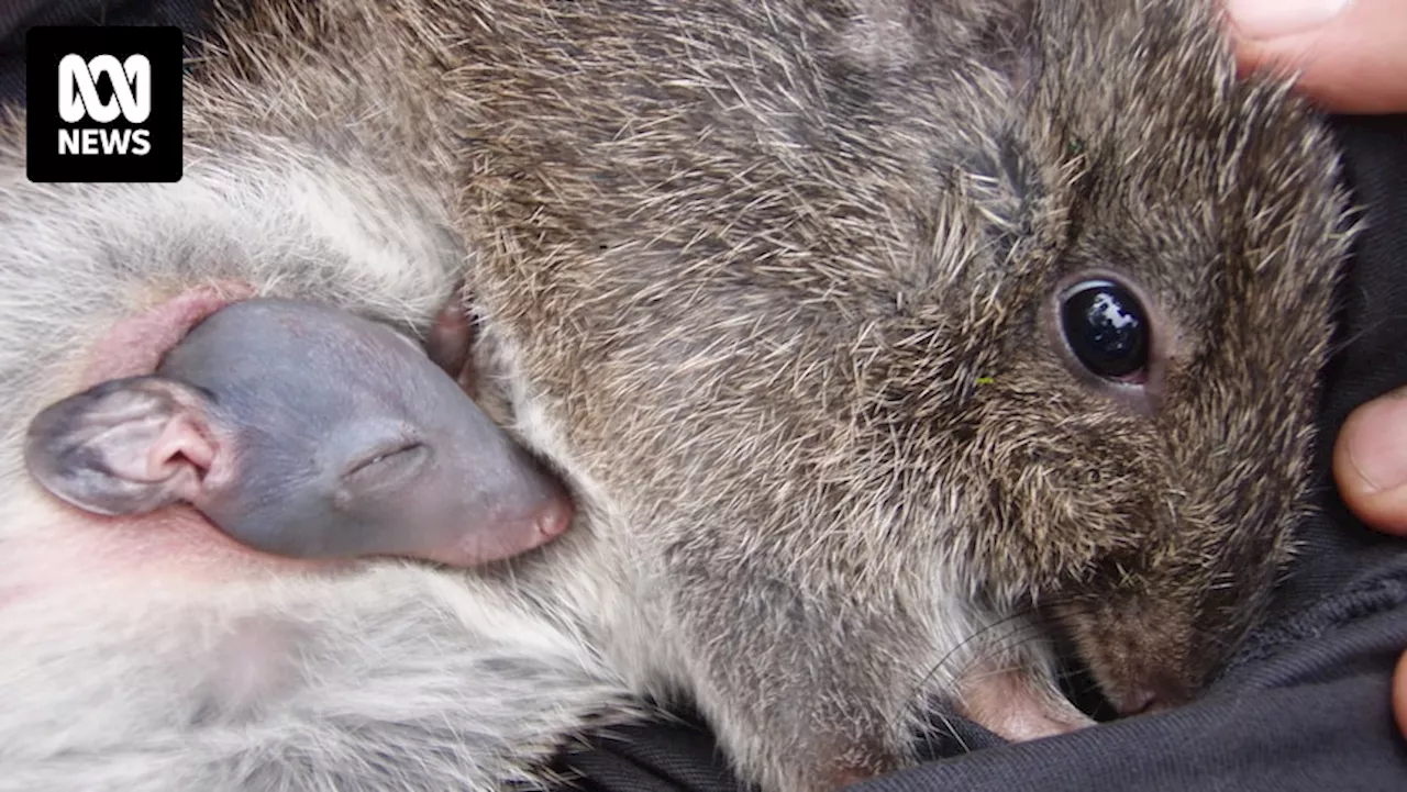 Birth of new Gilbert's potoroos on Middle Island celebrated by researchers