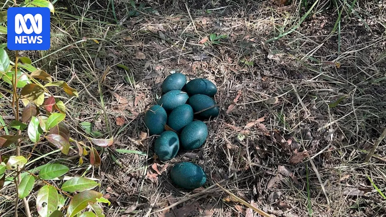 Rare coastal emu eggs found in NSW state forest excite Clarence Valley conservationists