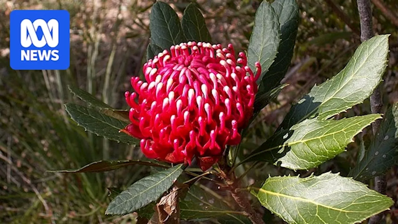 Waratah species added to threatened list alongside geckos and crayfish as Labor's environment overhaul stalls