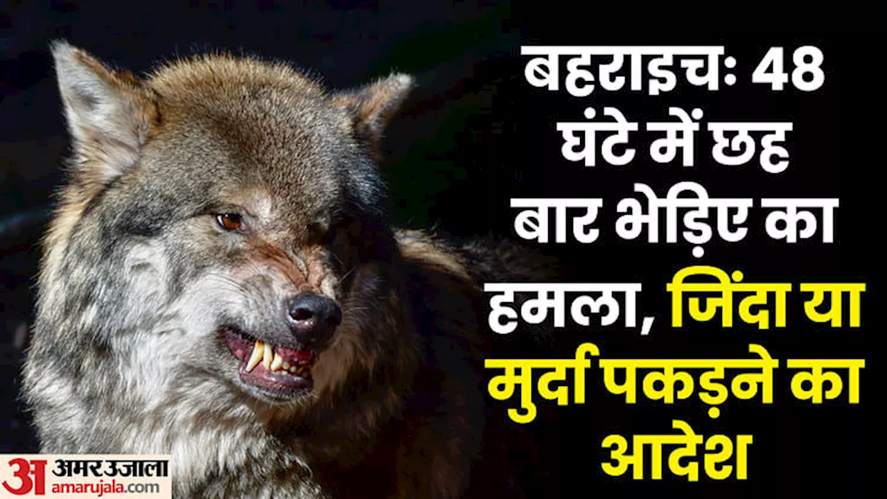 Wolf Terror in UP: 48 घंटे में छह बार भेड़िए का हमला, दिए गए गोली मारने के आदेश, विशेष टीम बहराइच हुई रवाना