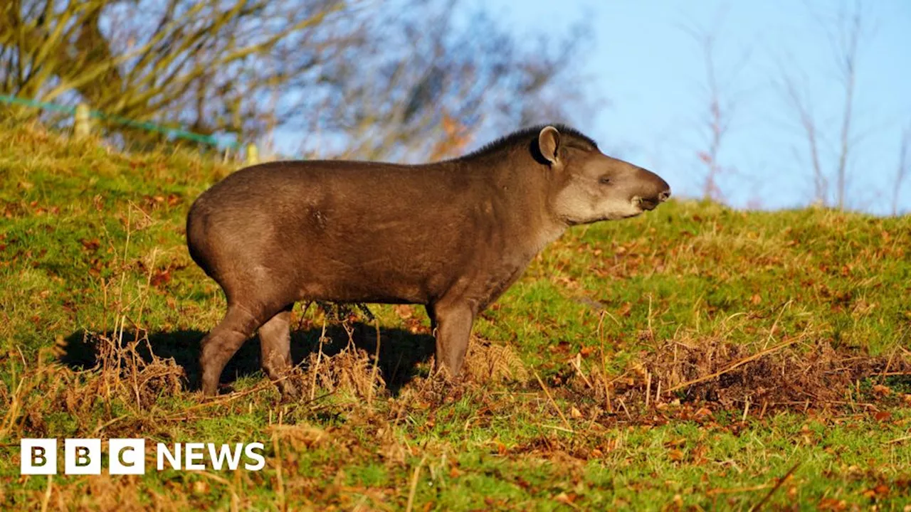 Longleat: Safari park mourns death of 'keeper favourite' tapir