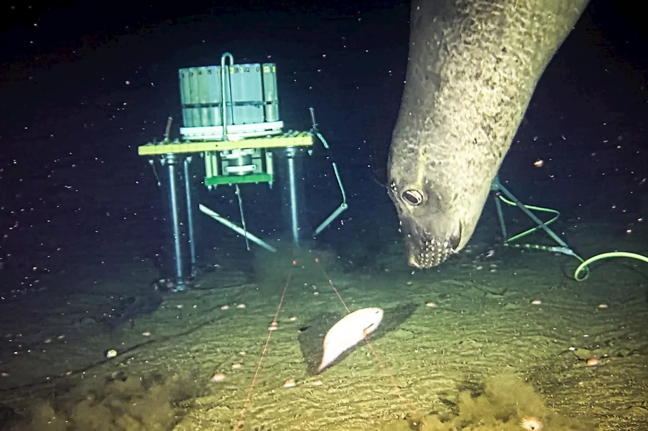 Elephant seals used researchers' deep sea sonar equipment as 'dinner bell'