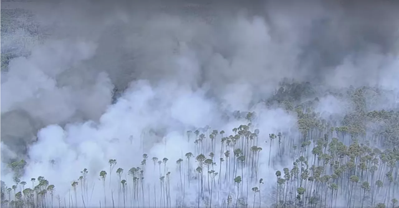 Incêndio atinge a Floresta Nacional em Brasília; ICMBio suspeita de ação criminosa