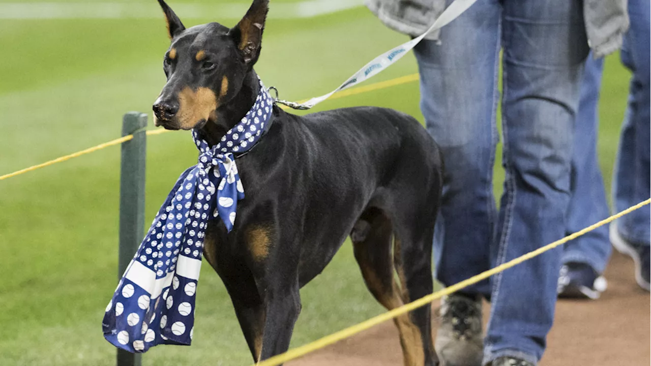 Man held in murder of Colorado dog breeder, puppies missing from scene