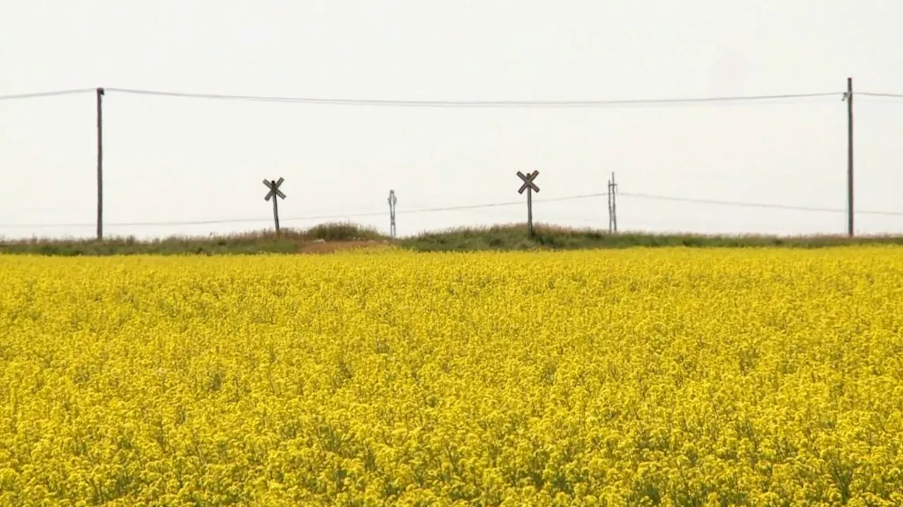 Southern Alberta farmers caught in the middle of Canada, China dispute