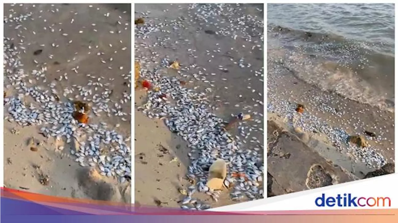 Viral Ribuan Ikan Mati di Pantai Pesawaran, BMKG Bantah Terkait Megathrust