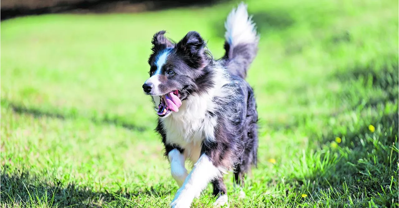 Hunde-Genies merken sich Vokabeln zwei Jahre lang