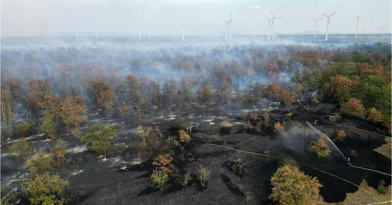 Waldbrand bei Gänserndorf: Feuerwehr noch immer im Einsatz