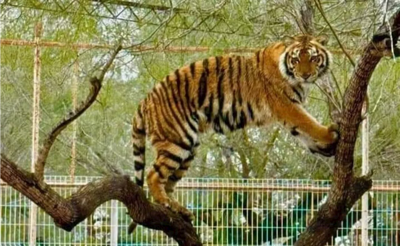 Escapa tigre siberiano de zoológico Quinta La Fauna en Reynosa, Tamaulipas