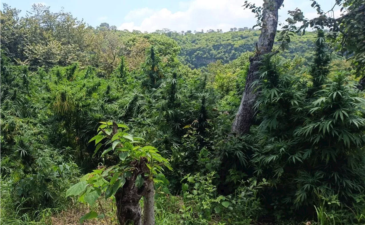 Guardia Nacional destruye tres plantíos de marihuana en el municipio de Ixtlahuacán, Jalisco