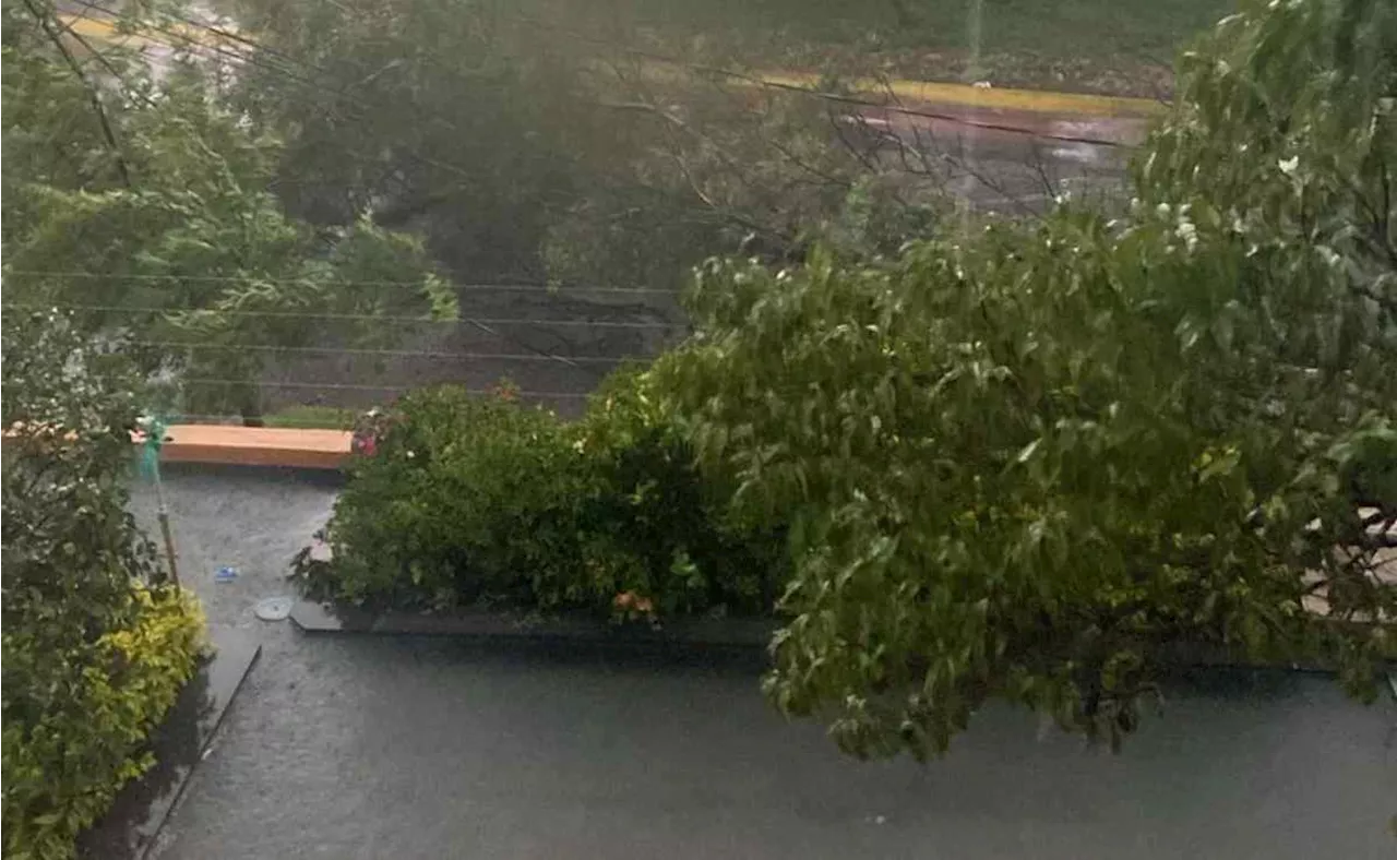 Lluvia derriba árbol en Cuautitlán Izcalli; cae sobre cableado eléctrico