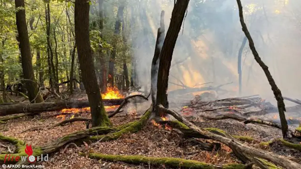 Bgld / Nö: Waldbrand im Leithagebirge fordert Einsatz mehrerer Feuerwehren