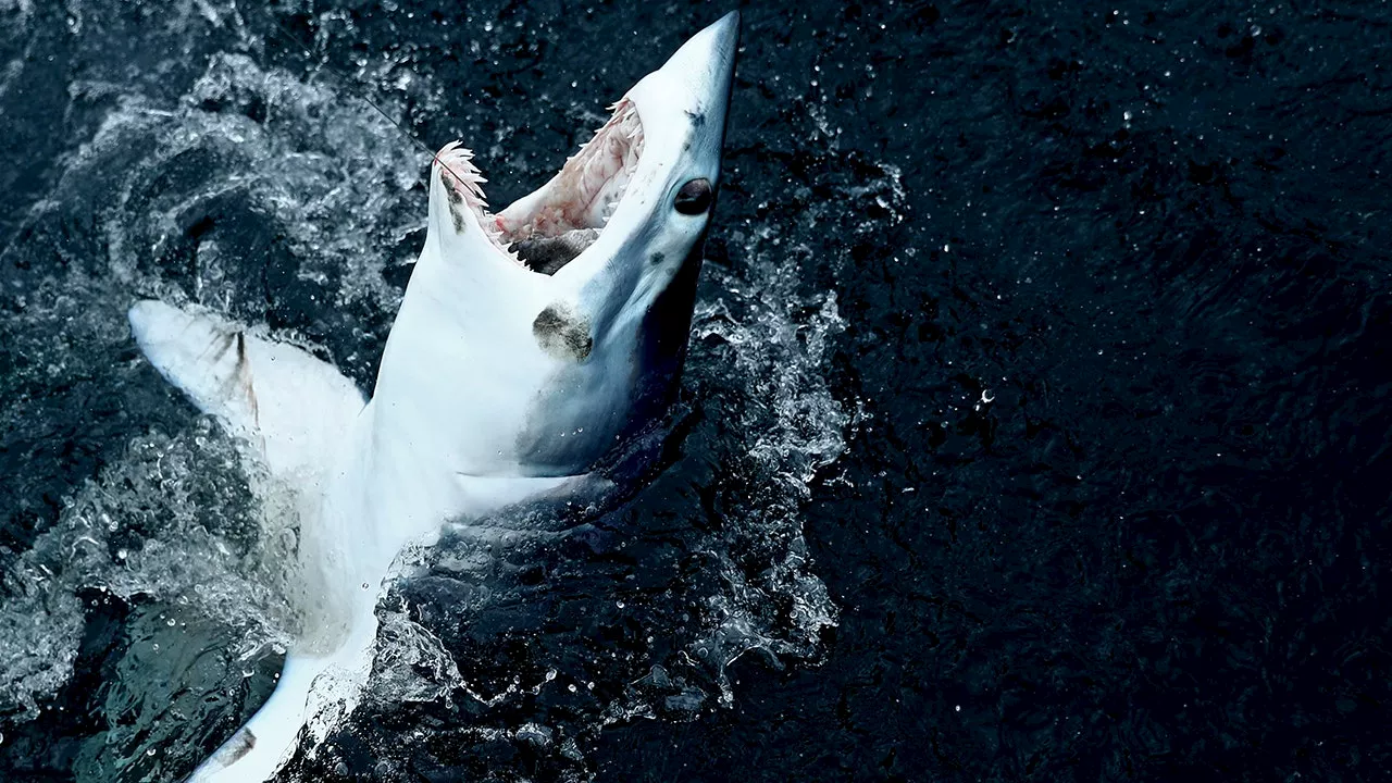 7-foot shark was eaten by even bigger shark, researchers suspect