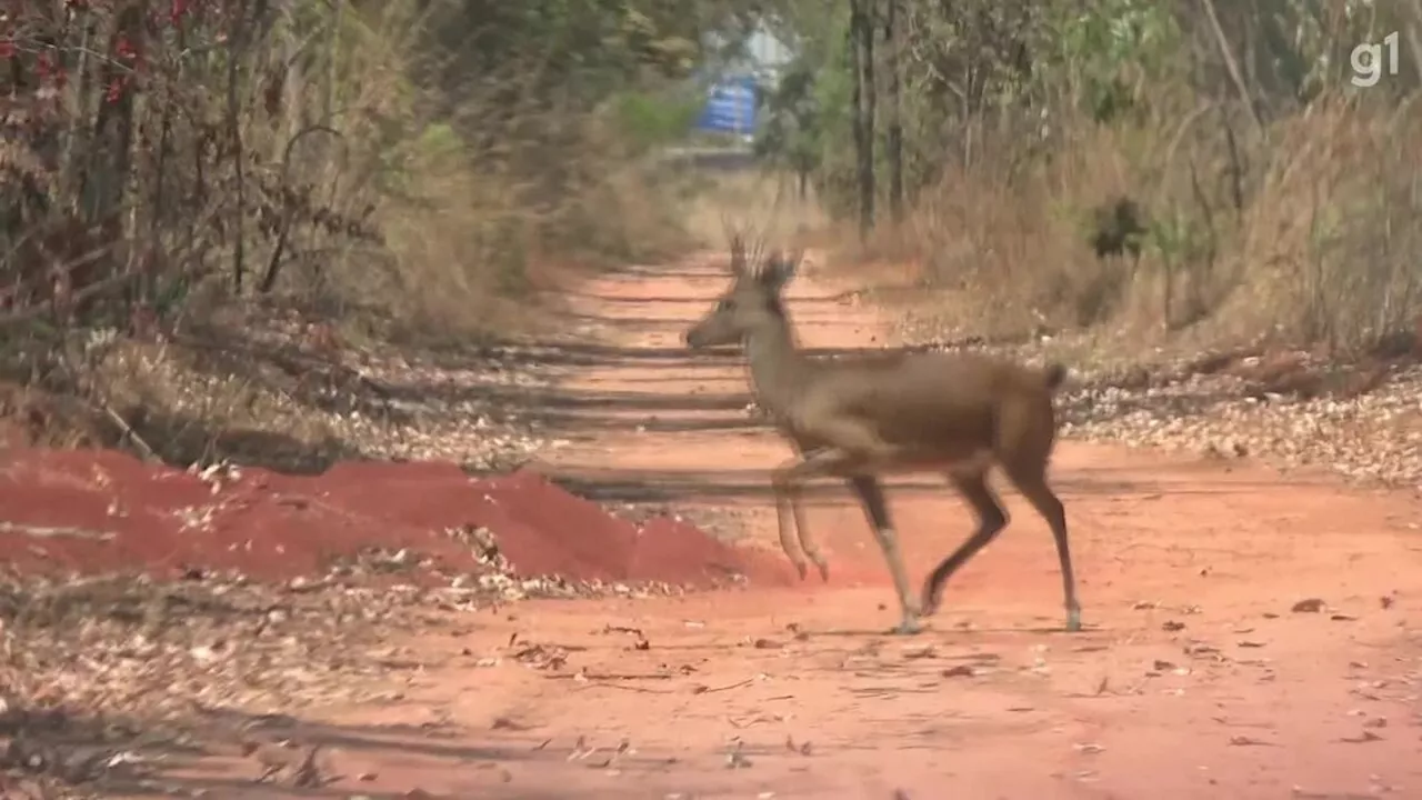 VÍDEO: animais fogem do fogo na Floresta Nacional de Brasília; 38% da área do parque foi atingida