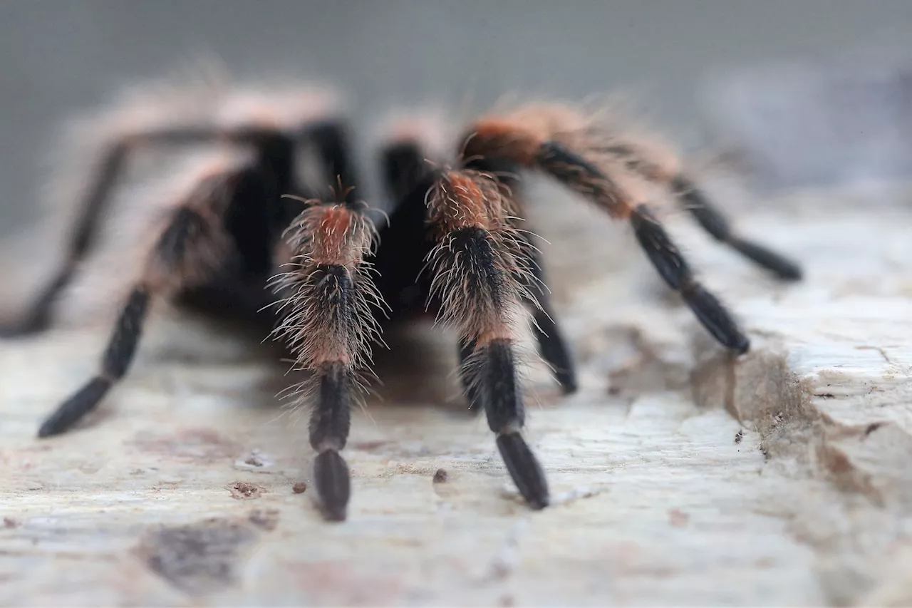 Creepy Tarantula Hair Serves a Surprising Evolutionary Purpose, Study Suggests