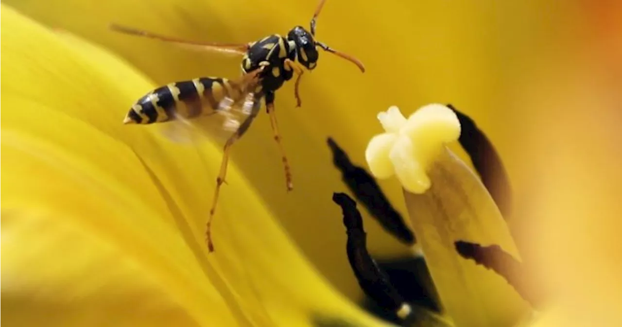 Diet and demographics behind wasp outbreak on Prairies