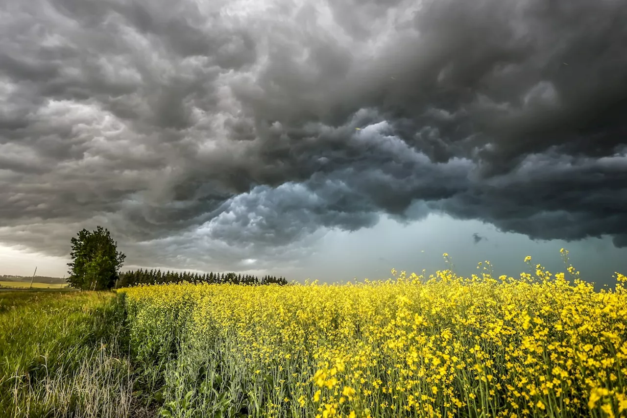 Business Brief: Canola caught in the middle