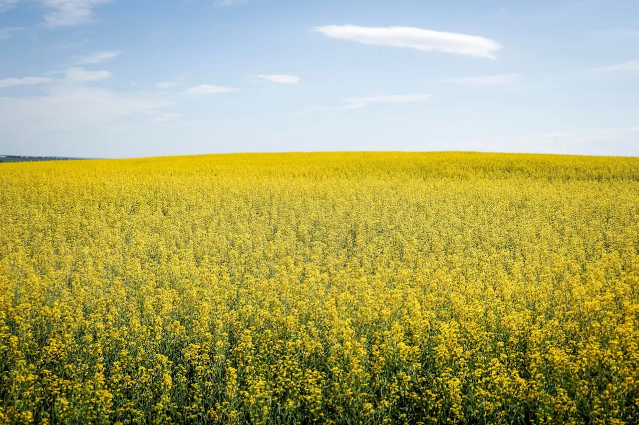 For Canadian canola farmers, a possible tariff war casts a pall over harvest