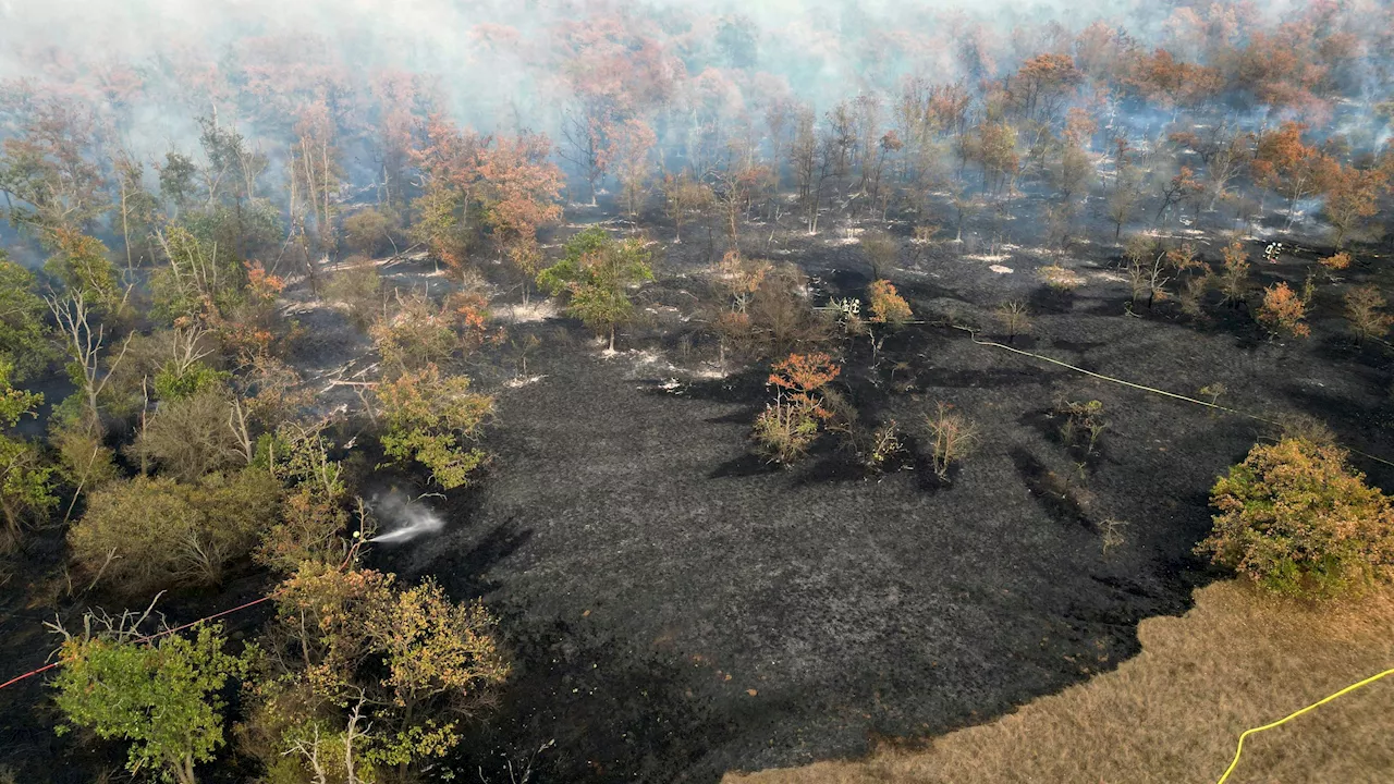 Einsatz in Gänserndorf - Riesiger Waldbrand – Flammen unter Kontrolle