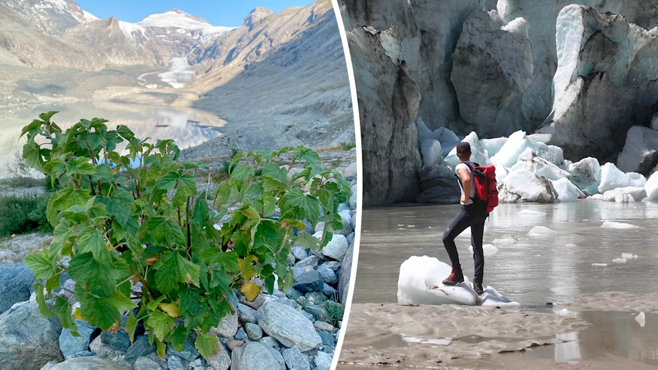 Klimawandel in den Alpen - Zu heiß für Eis – jetzt wächst Ribisel auf Pasterze