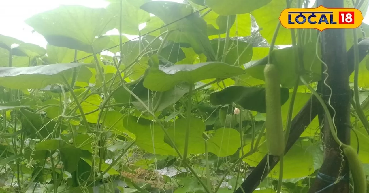 Tips for Farmers: इस सब्जी की खेती करना बेहद आसान, कम लागत में होगा ज्यादा मुनाफा; मार्केट में 12 महीने रहत...