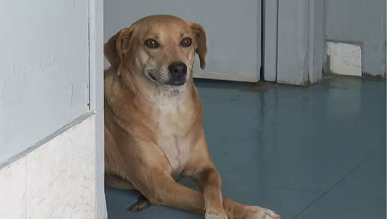 Da otto anni il cane Caramelo aspetta davanti all’ospedale il ritorno della sua umana che non c’è più