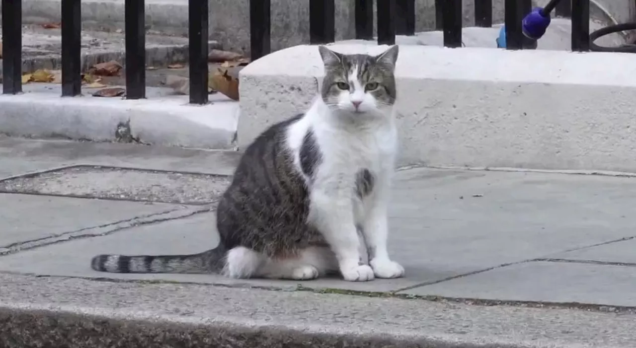 Regno Unito, Downing Street prepara un Funerale di Stato per il gatto Larry