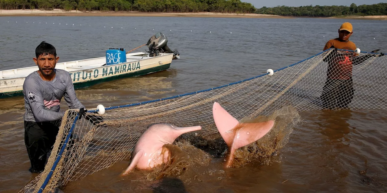 In Brasile si indaga sulla moria di almeno 209 delfini di fiume